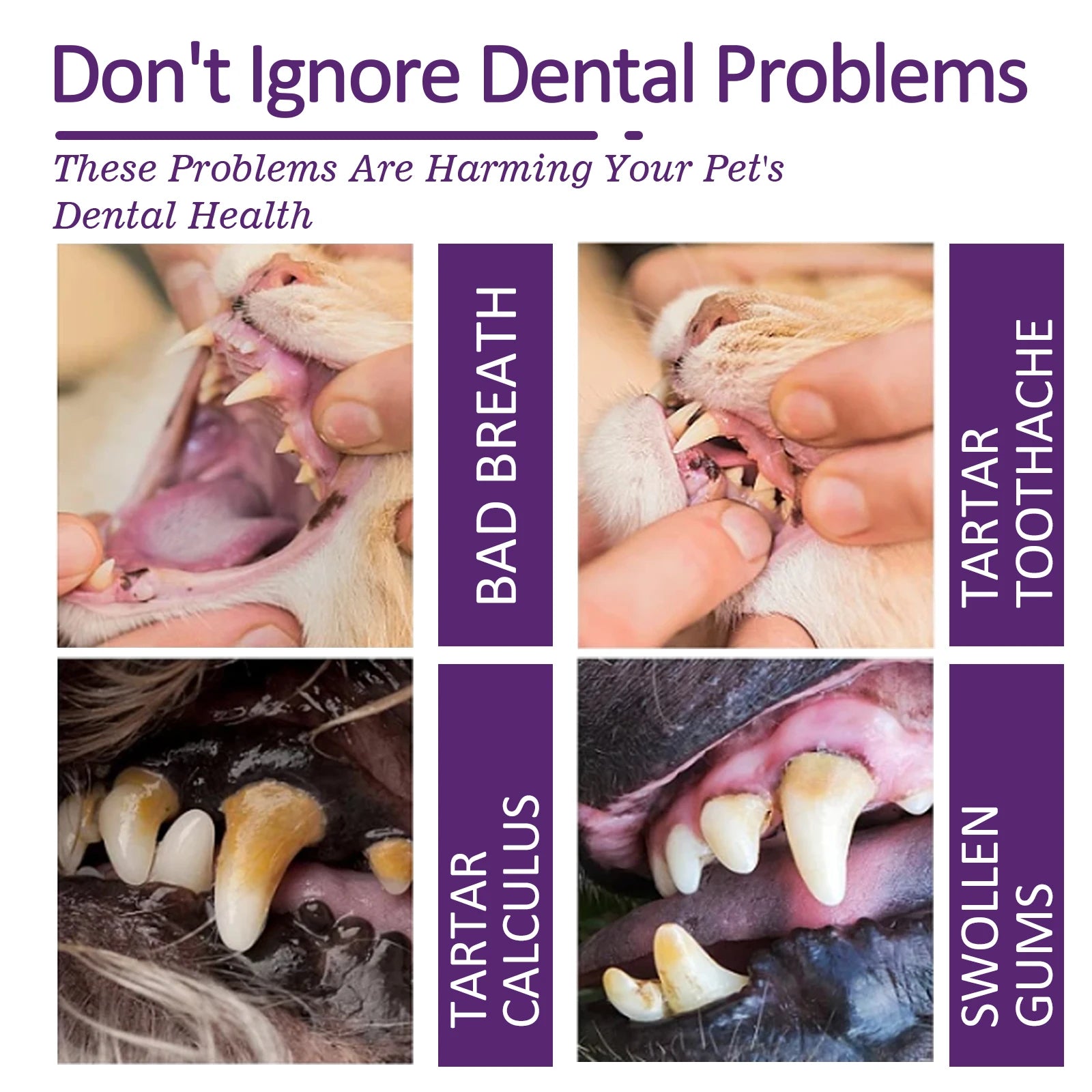 Daily Pet Toothpaste — 60 g